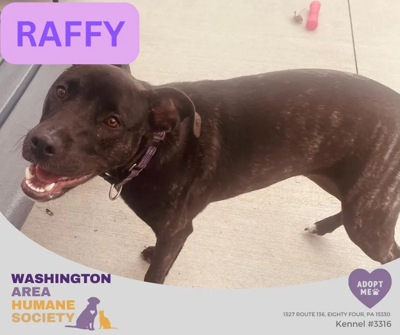 A young medium-sized male Black Pit Bull Terrier dog named Raffy for adoption in Eighty Four, PA