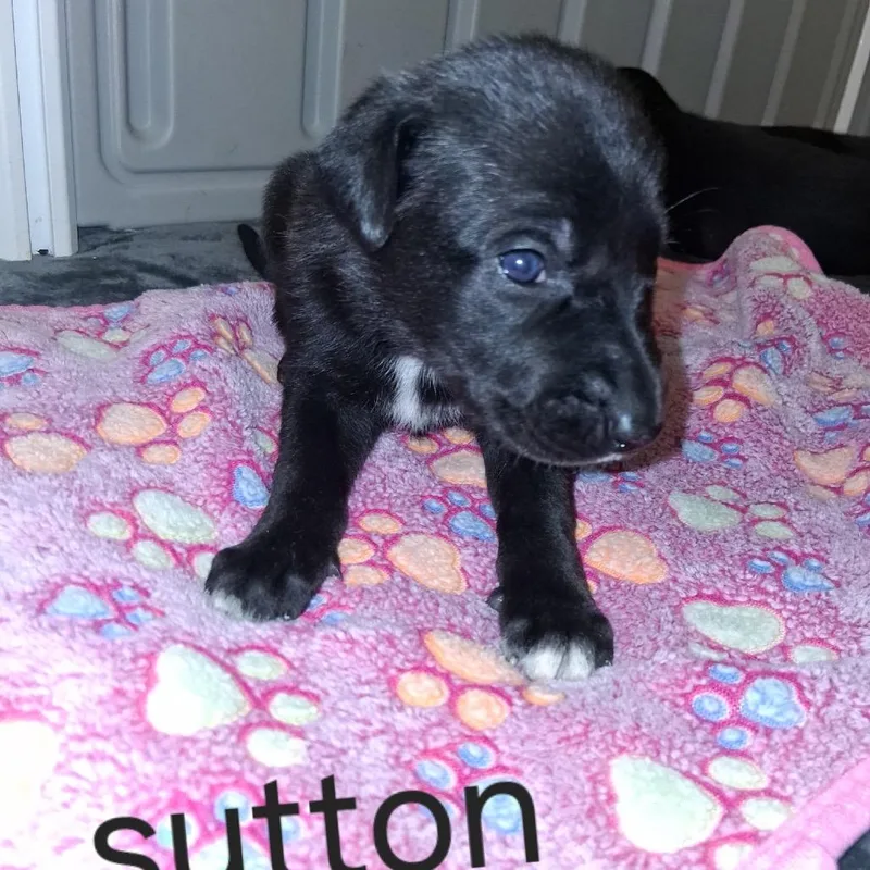 Sutton thumbnail 2