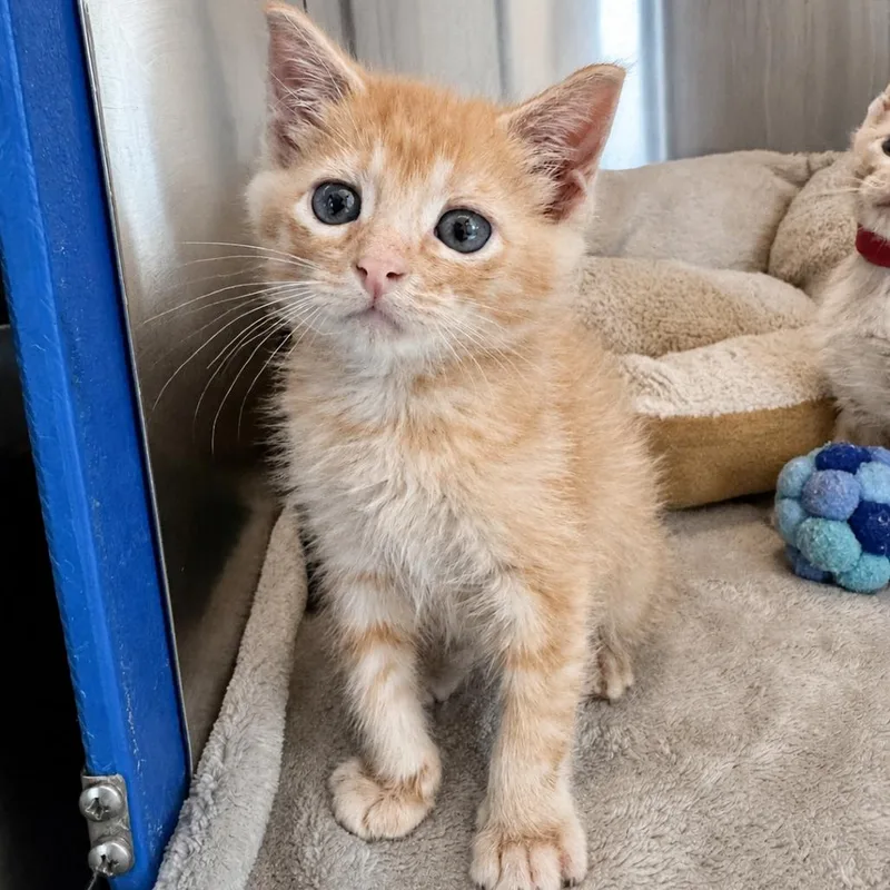 A baby small-sized male Orange / Red Domestic Short Hair cat named San Marcos for adoption in Austin, TX