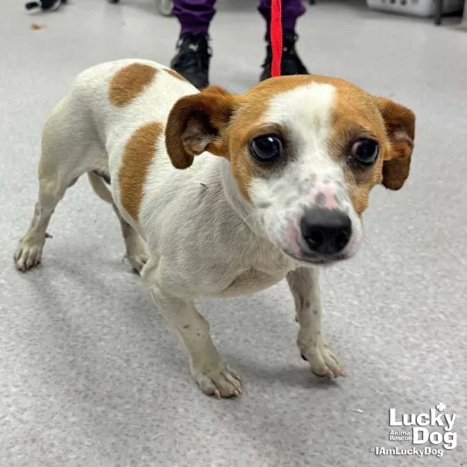 A young small-sized male Dachshund dog named Cola for adoption in Washington, DC