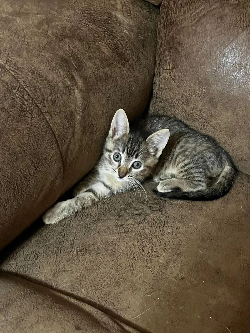 A young small-sized female Tabby cat named Bottle Feeder for adoption in Snyder, TX