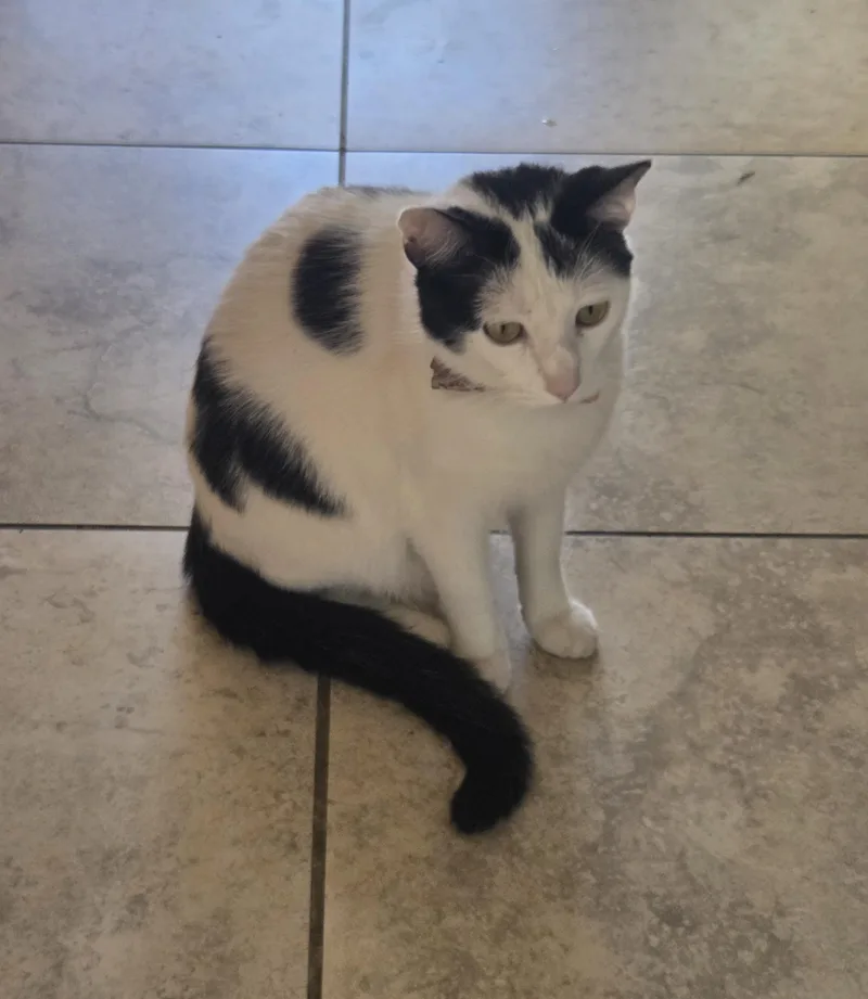A young medium-sized male Black & White / Tuxedo Tuxedo cat named Jasper for adoption in Orange, CA