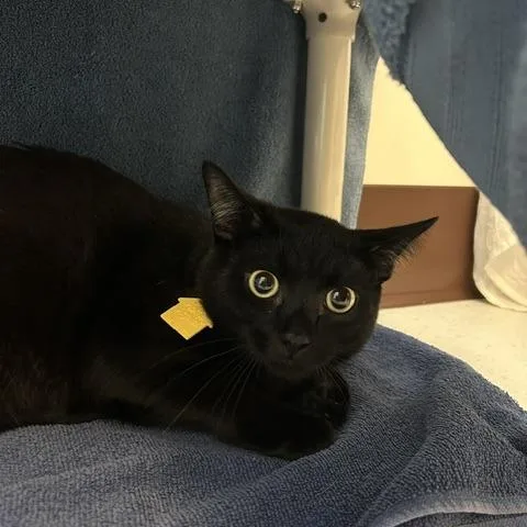 A young small-sized male Black Domestic Short Hair cat named Shadow for adoption in Springfield, MA