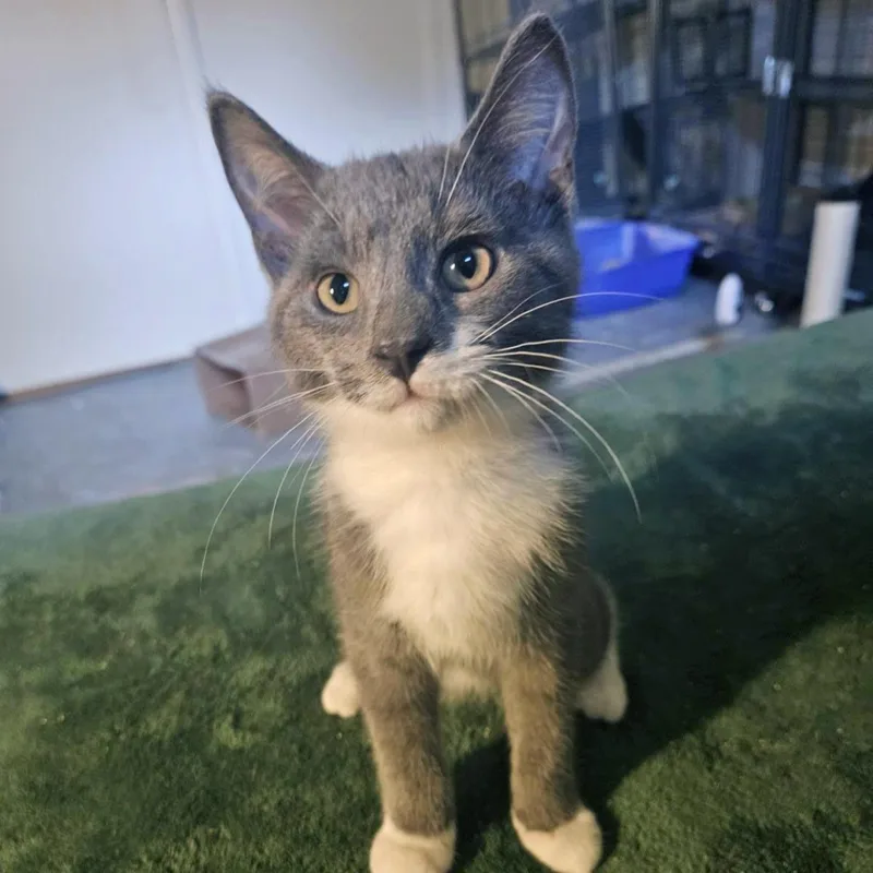 A baby medium-sized male Domestic Short Hair cat named Splash Pad for adoption in Plover, WI