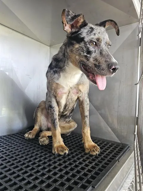 A young medium-sized female Mixed Breed dog named Chloe for adoption in Dallas, TX
