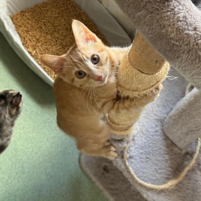 A baby small-sized male Orange / Red Domestic Medium Hair cat named Cob for adoption in Mount Vernon, IL