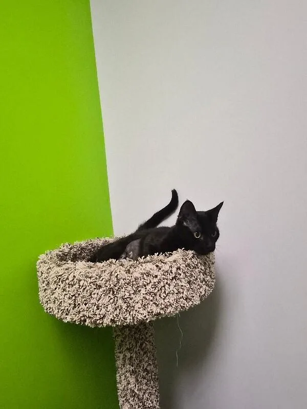 An adult medium-sized female Black Domestic Short Hair cat named Kaonashi for adoption in Jackson, TN