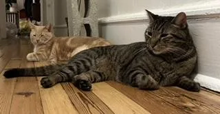 Lucas  Courtesy Listing thumbnail 2