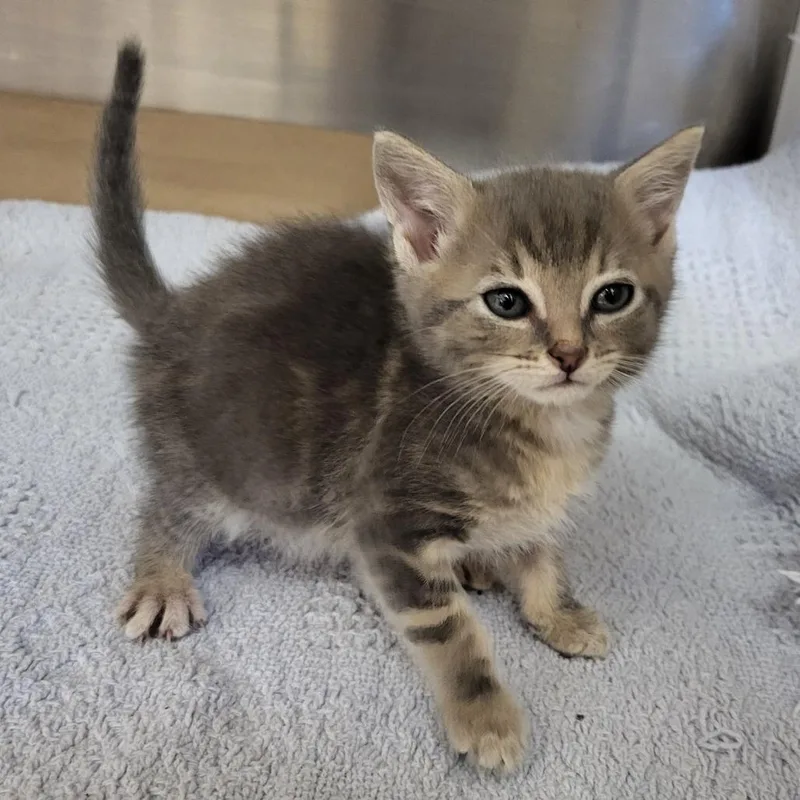 A baby small-sized male Gray / Blue / Silver Domestic Short Hair cat named Bandit for adoption in Lake Panasoffkee, FL