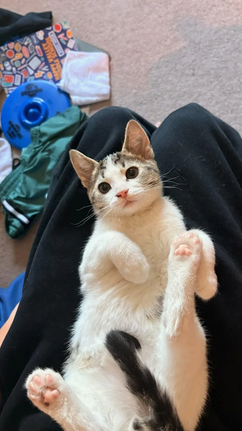 A baby small-sized male Tabby (Brown / Chocolate) Tabby cat named Oz for adoption in Gladstone, OR