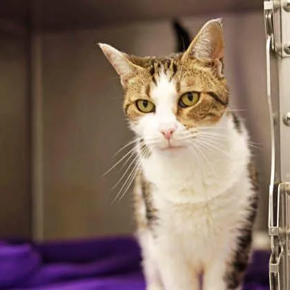 A senior small-sized female White Domestic Short Hair cat named Lilly for adoption in Atlanta, GA
