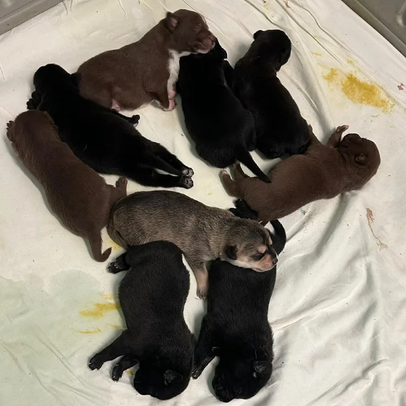 A baby medium-sized male Black Labrador Retriever dog named Legend for adoption in LOXAHATCHEE, FL