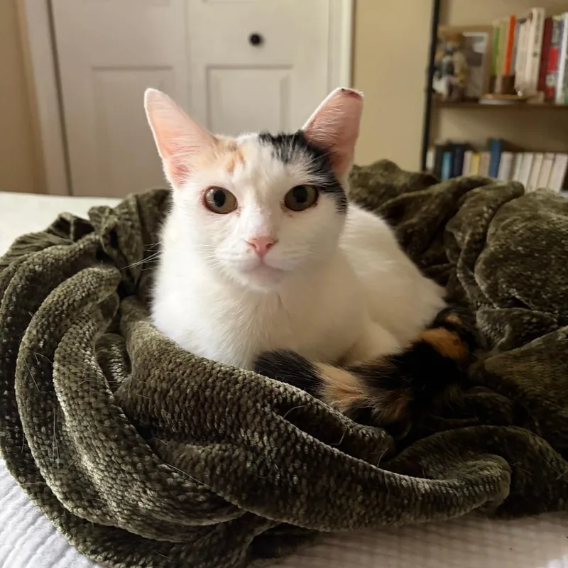 A young small-sized female Calico American Shorthair cat named Olive for adoption in Charlottesville, VA