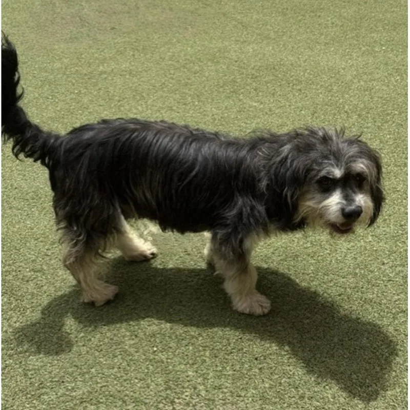 An adult small-sized female Terrier dog named Magnolia for adoption in Norwalk, CT