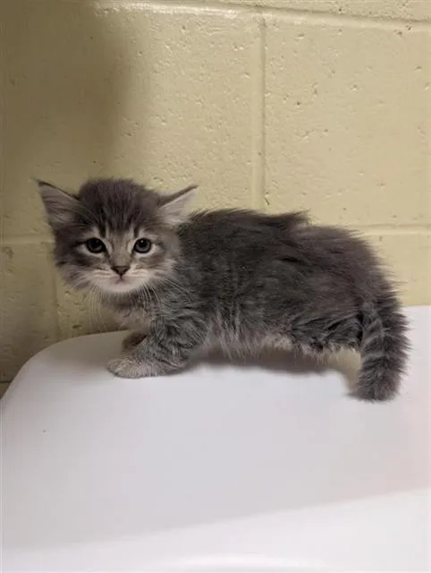 A baby small-sized female Domestic Short Hair cat named Mango for adoption in Sacramento, CA