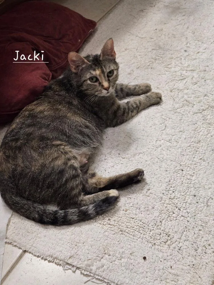 An adult medium-sized female Domestic Short Hair cat named Jacki for adoption in Dallas, TX