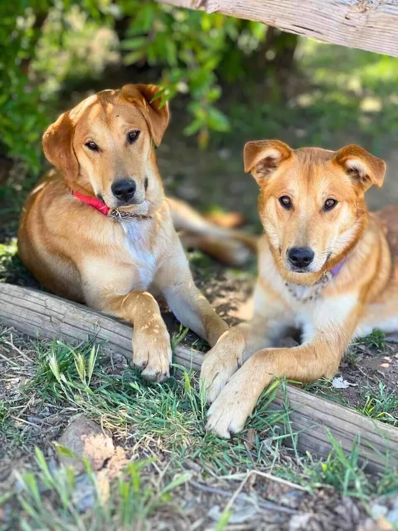 Macaroni thumbnail 4