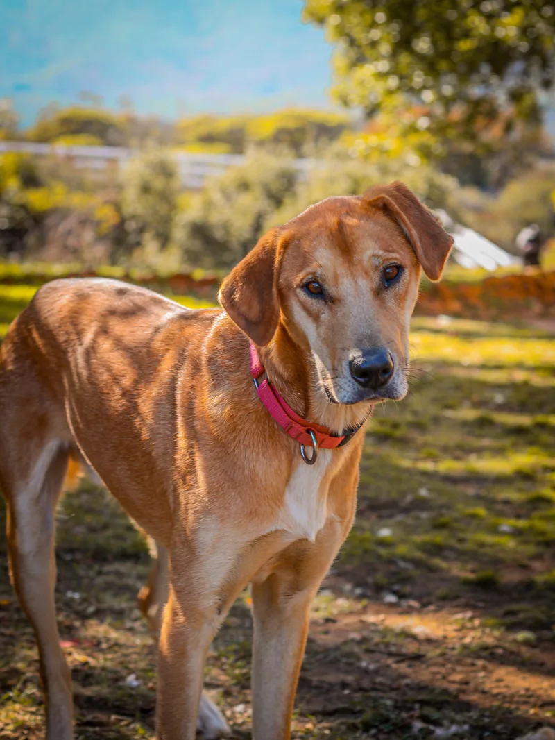 Macaroni thumbnail 5