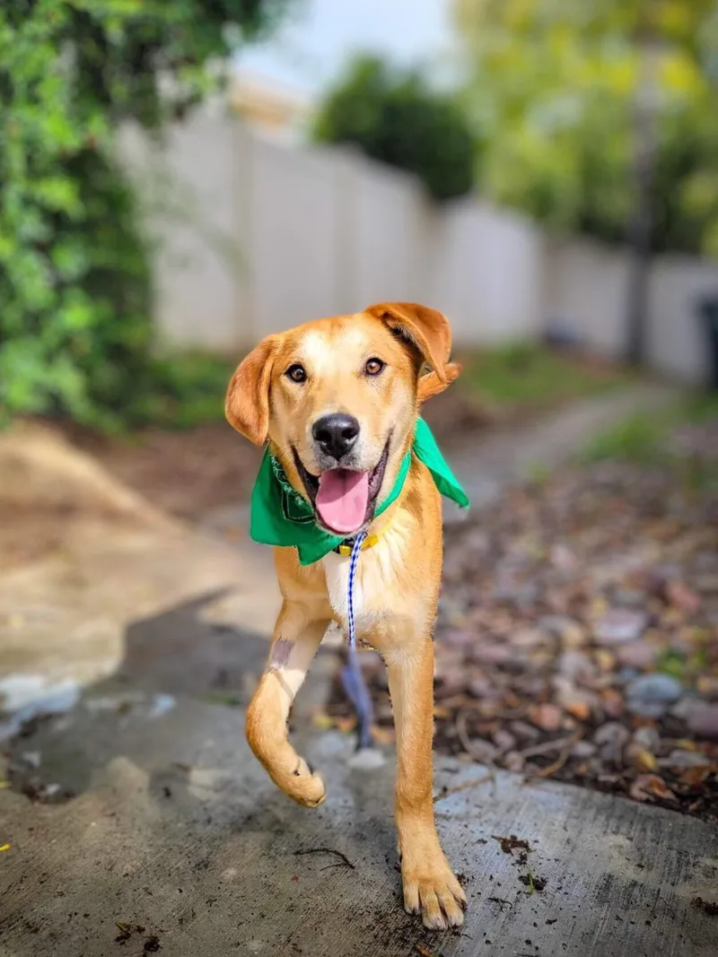 Macaroni thumbnail 6