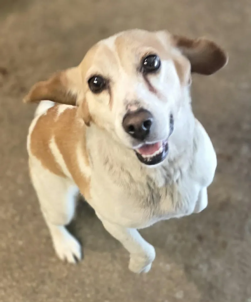 An adult medium-sized female Beagle dog named Penny for adoption in Woodsfield, OH