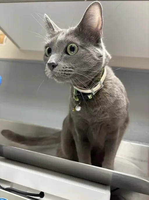 A young medium-sized female Domestic Short Hair cat named Avocado for adoption in Las Vegas, NV