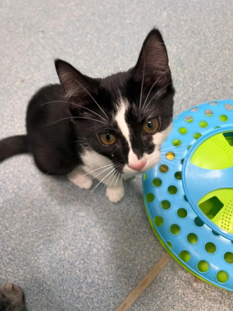 A young medium-sized female Black & White / Tuxedo Domestic Short Hair cat named Robin for adoption in Berryville, VA