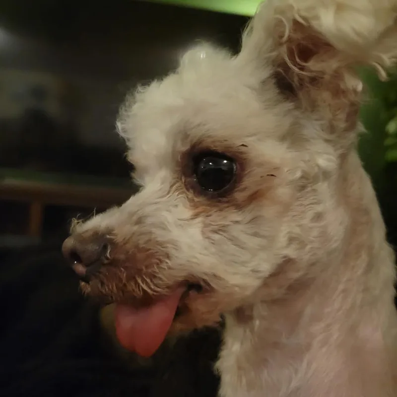 A senior small-sized male White / Cream Maltese dog named Charles "Charlie" for adoption in Avon, OH