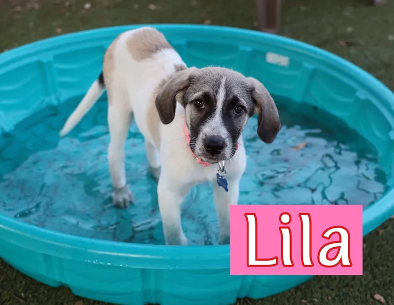 Lila thumbnail 6