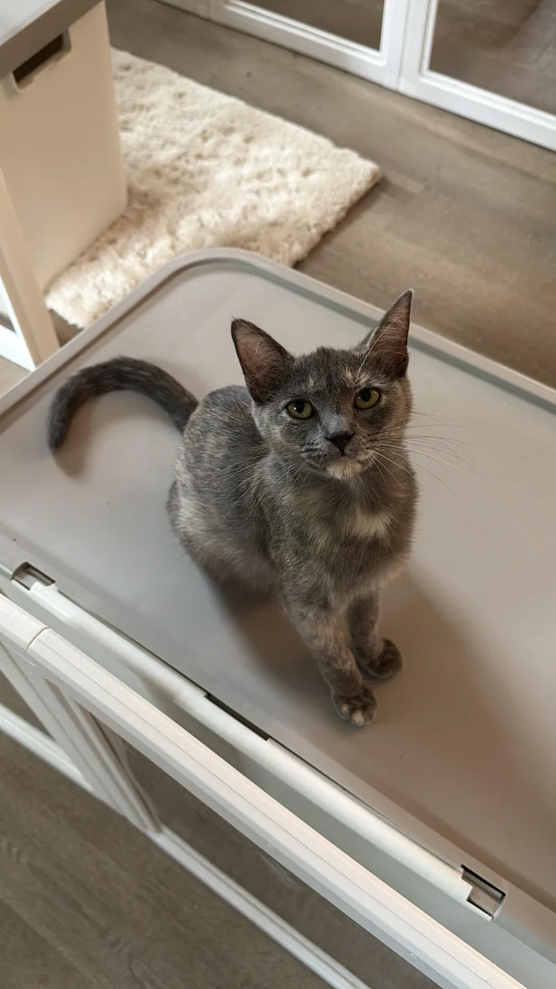 A young medium-sized female Dilute Tortoiseshell Domestic Short Hair cat named Cupcake for adoption in Greensboro, NC