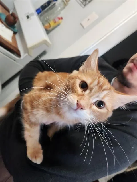 Buddy