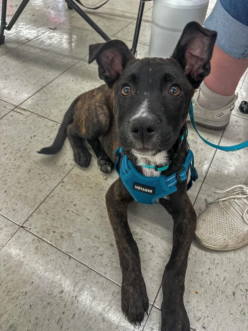A baby medium-sized male Black Mixed Breed dog named Roo for adoption in Highland, NY