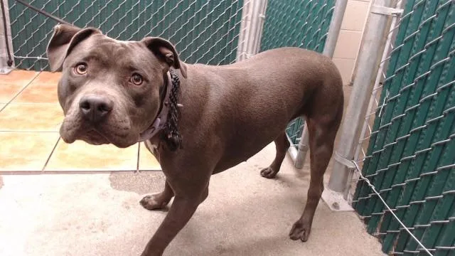 A young medium-sized female Pit Bull Terrier dog named Coco for adoption in Downey, CA