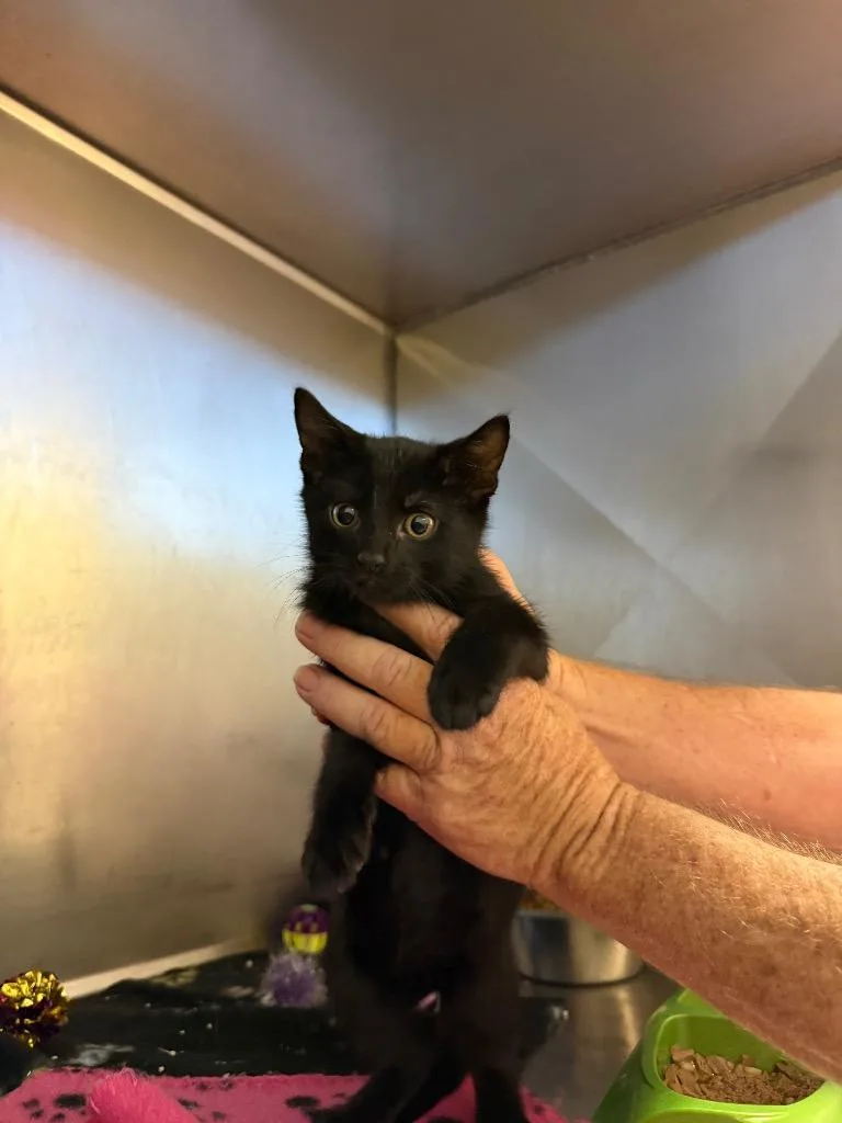 A baby small-sized male Domestic Short Hair cat named Ford for adoption in Bossier City, LA