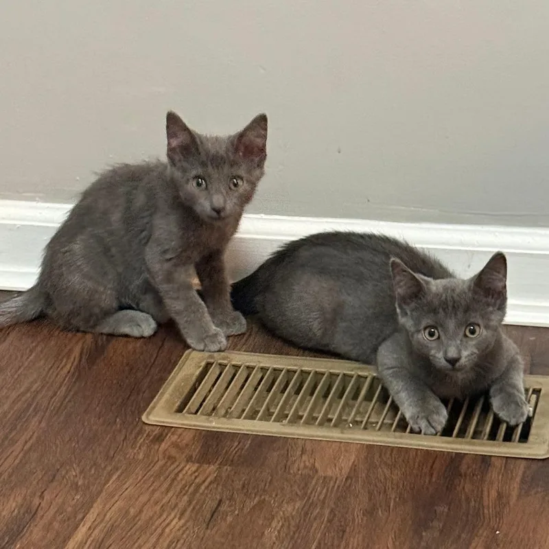 A baby small-sized male Gray / Blue / Silver Domestic Short Hair cat named Maguire for adoption in York, PA