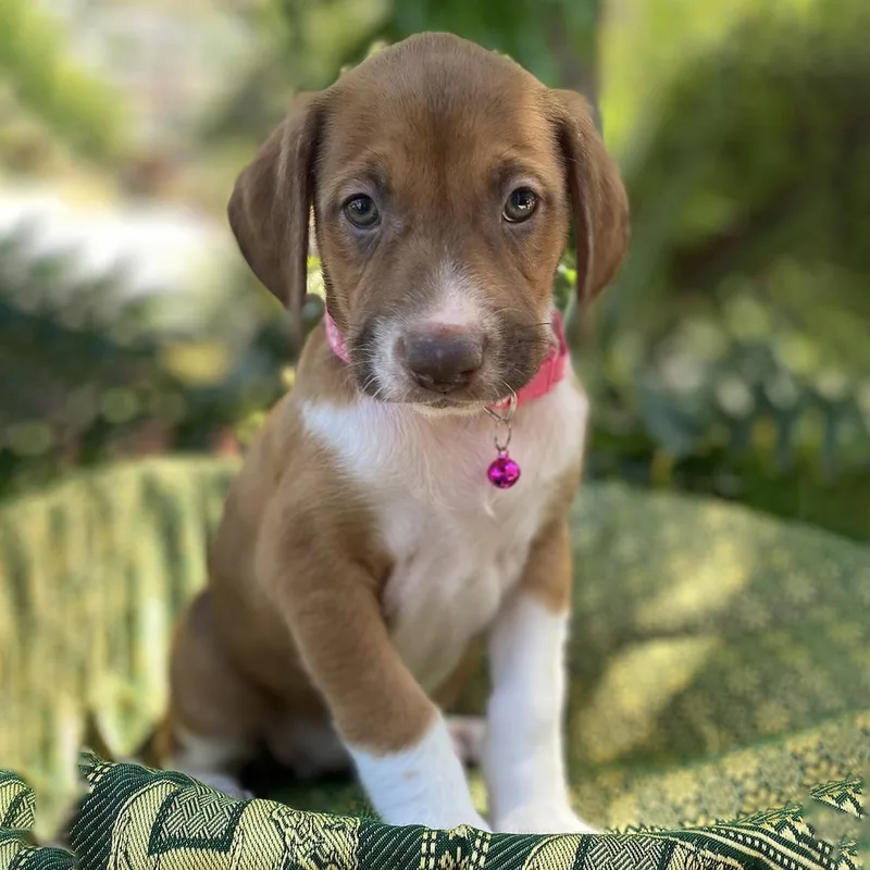 A baby large-sized female Shepherd dog named Africa Pup  Ivory for adoption in San Diego, CA