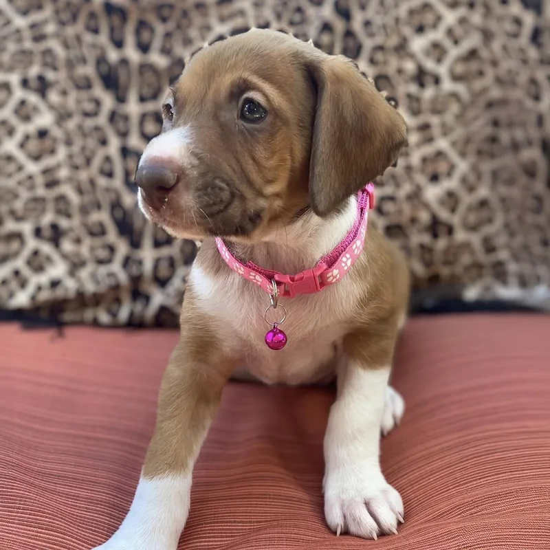 Africa Pup  Ivory thumbnail 2