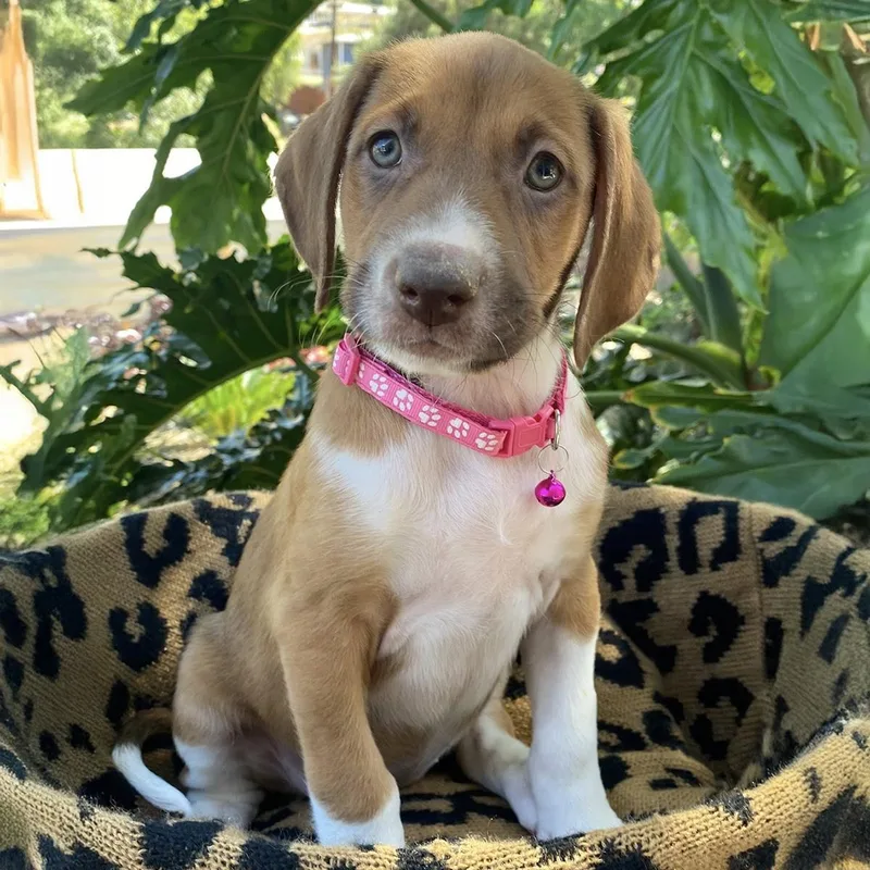 Africa Pup  Ivory thumbnail 3