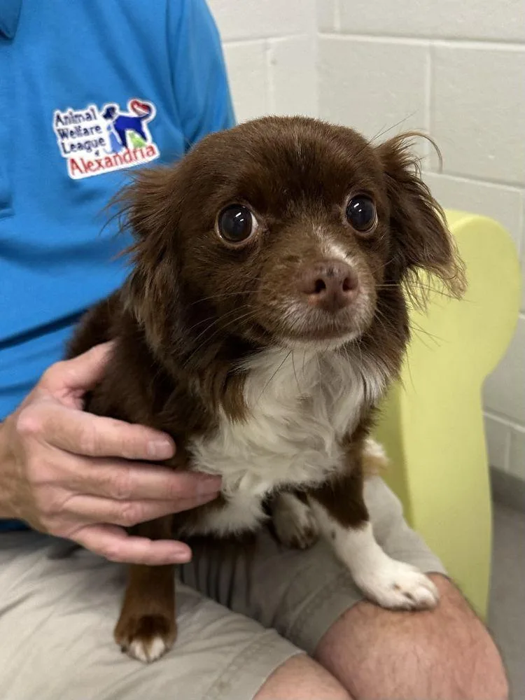 An adult small-sized male Brown / Chocolate Mixed Breed dog named Timmy for adoption in Alexandria, VA