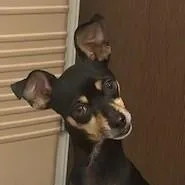 Oliver  Ollie thumbnail 2