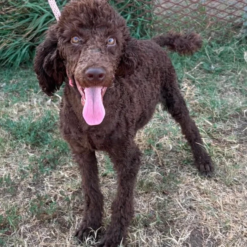 A baby medium-sized male Standard Poodle dog named Ganache for adoption in Zimmerman, MN