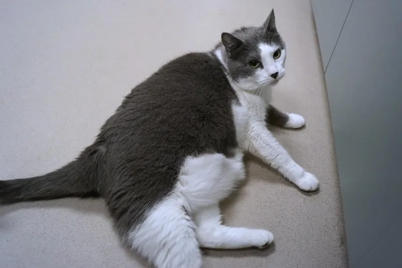 A senior extra large-sized female Gray & White Domestic Short Hair cat named Daisy for adoption in New Milford, CT