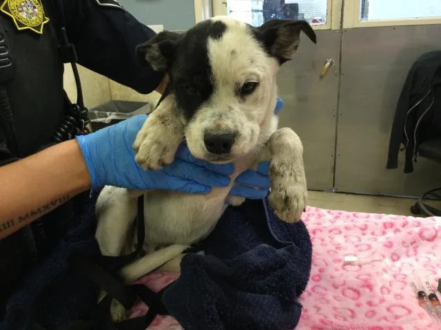 A baby small-sized male Australian Cattle Dog / Blue Heeler dog named Marcus for adoption in Riverside, CA