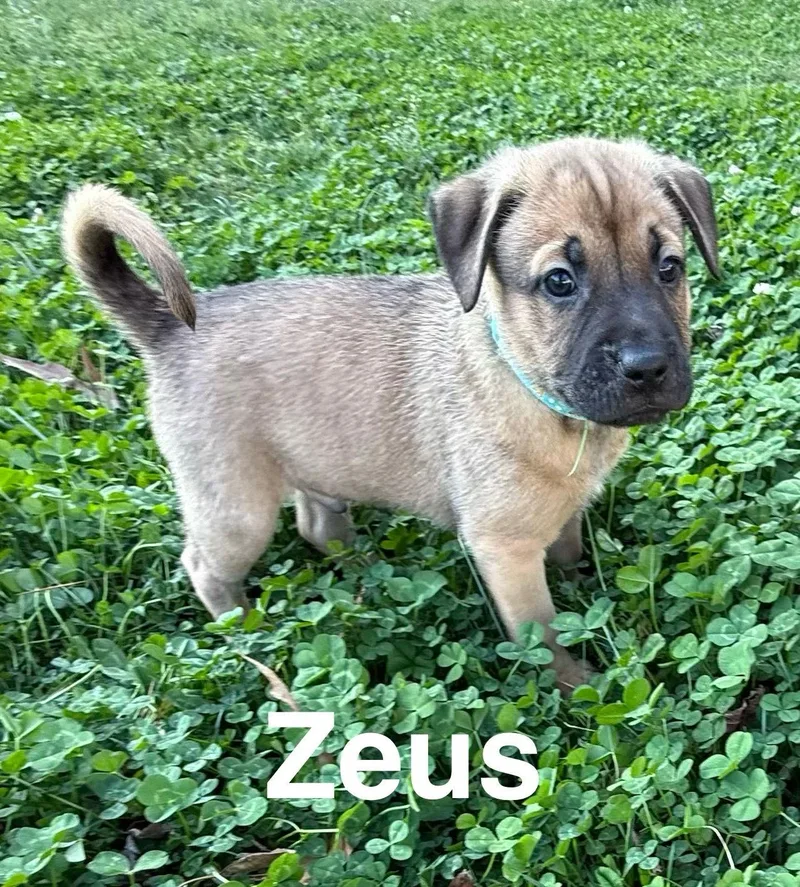 Zeus