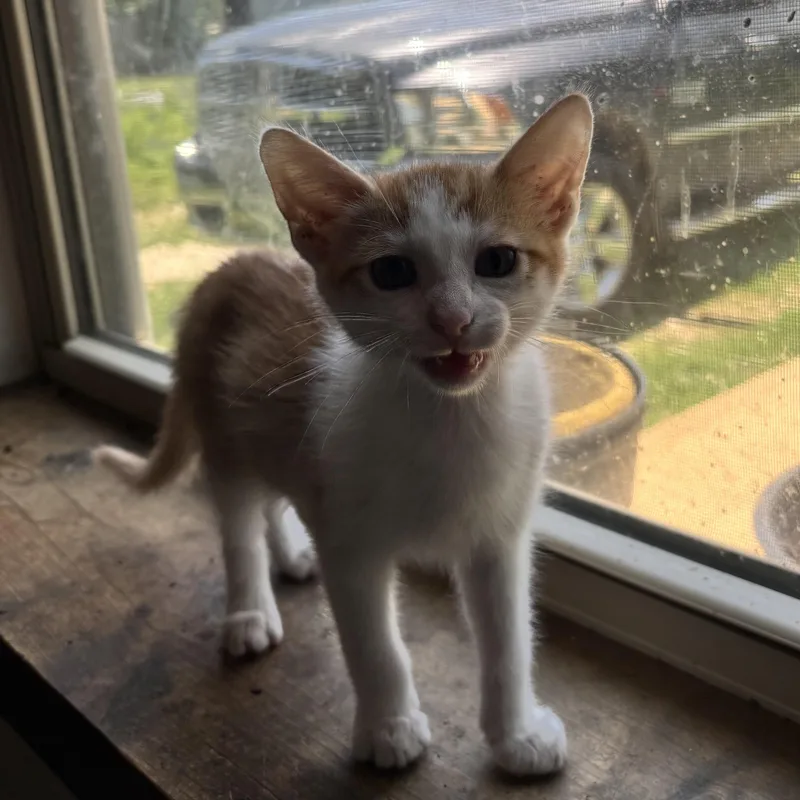 A baby small-sized male Orange & White Domestic Short Hair cat named Alabama for adoption in Bentonville, AR