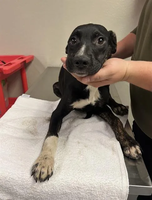 A baby medium-sized male Tricolor (Brown, Black, & White) Pit Bull Terrier dog named Forest for adoption in Phoenix, OR