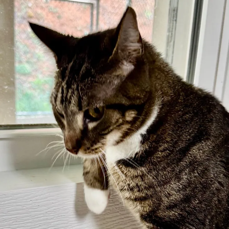 An adult medium-sized male Brown / Chocolate Domestic Short Hair cat named Kenji for adoption in Franklin, NC