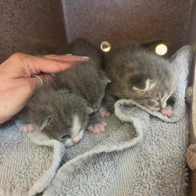 A baby small-sized male Gray / Blue / Silver Domestic Short Hair cat named Mustang for adoption in Los Angeles, CA