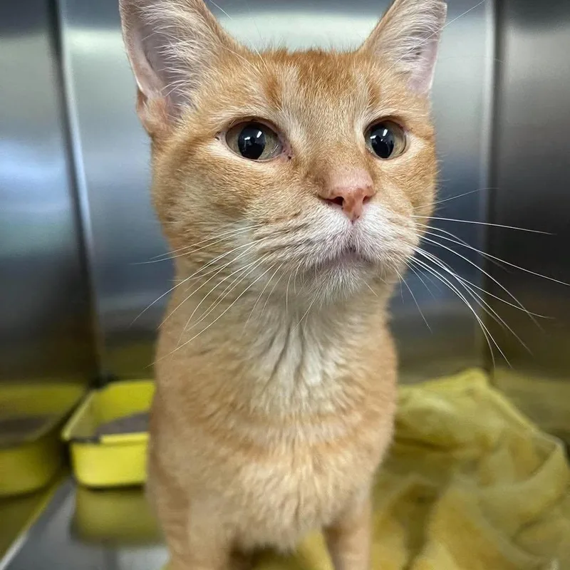 An adult medium-sized male Tabby (Orange / Red) Domestic Short Hair cat named Sir Fairgrounds for adoption in Mount Sterling, IL