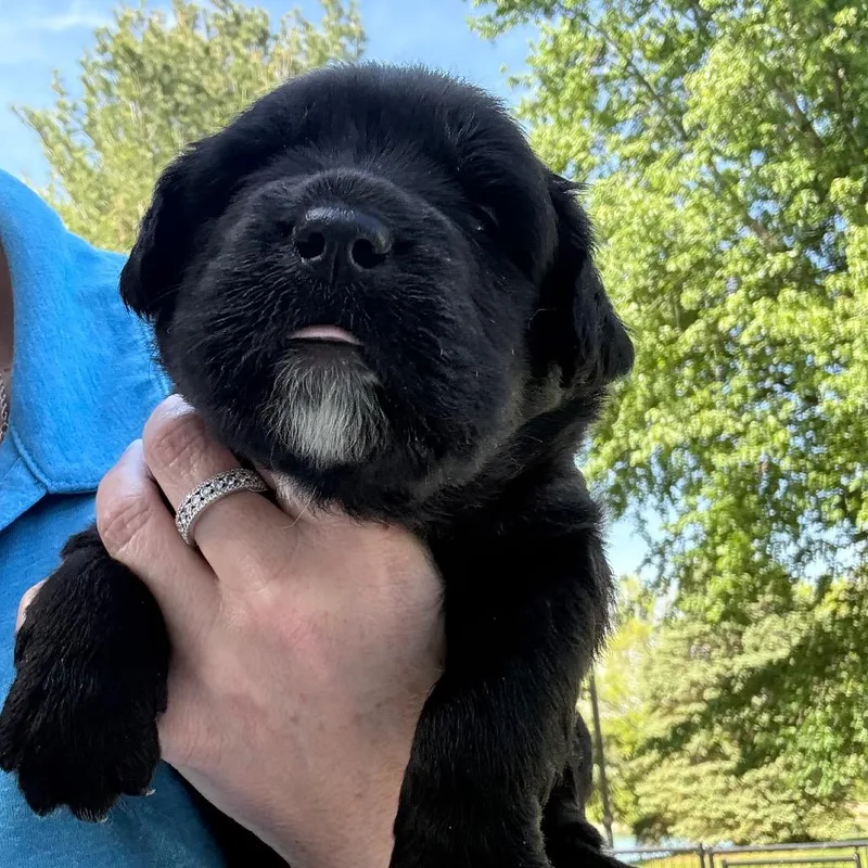 A baby medium-sized male Labrador Retriever dog named Pearson for adoption in Normal, IL