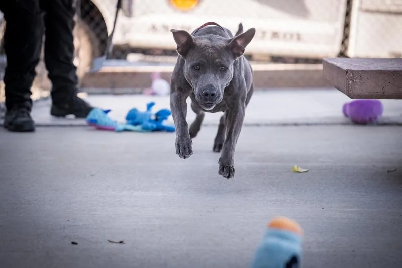 A young medium-sized female Pit Bull Terrier dog named Lady for adoption in Twentynine Palms, CA